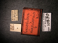 Eucoilidea nigricornis image