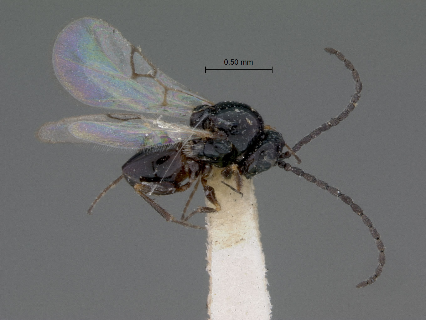 Eucoela nigrimanus image