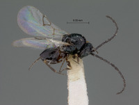 Eucoela nigrimanus image