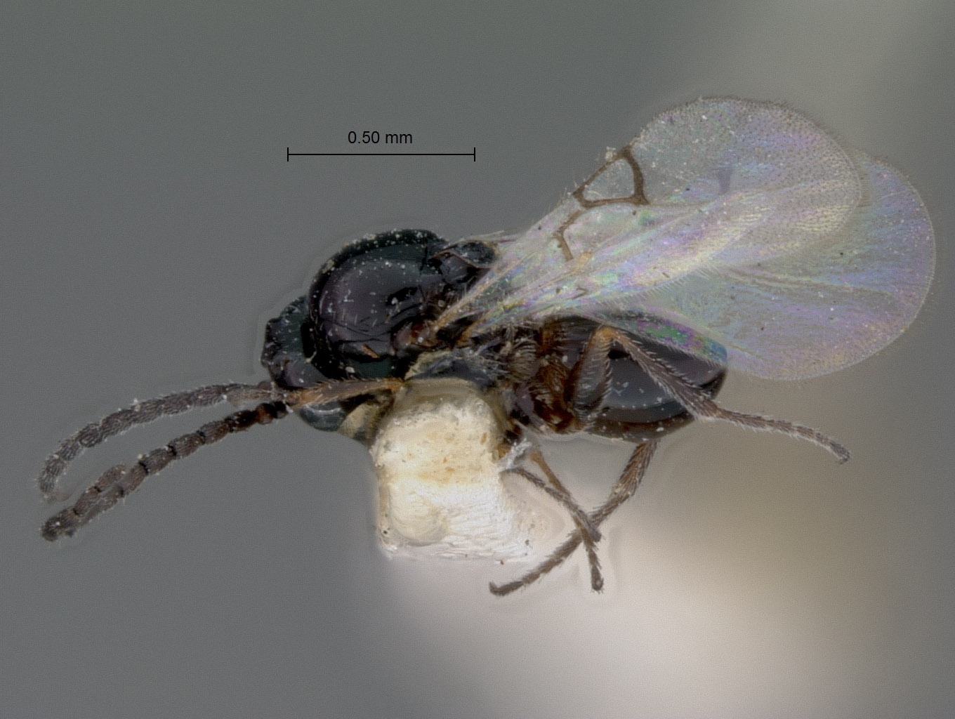 Eucoela nigrimanus image