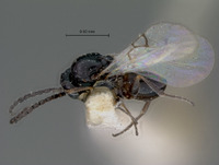 Eucoela nigrimanus image