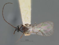 Cothonaspis bakeriana image