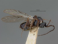 Cothonaspis bakeriana image