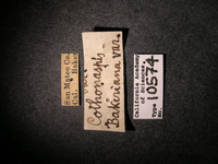 Cothonaspis bakeriana image