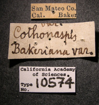 Cothonaspis bakeriana image