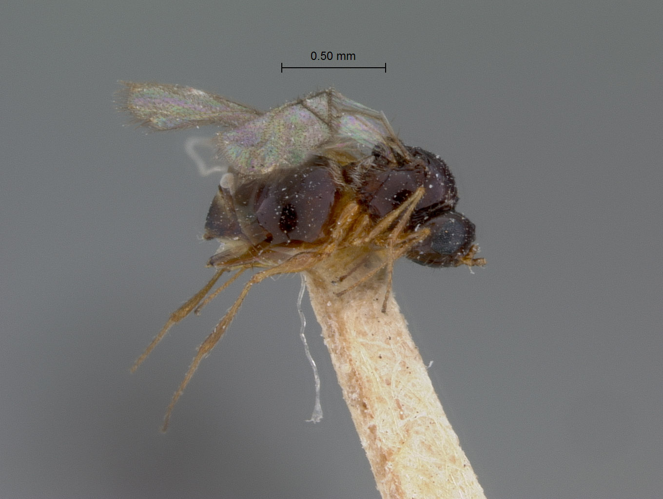 Eucoela nigroclavata image