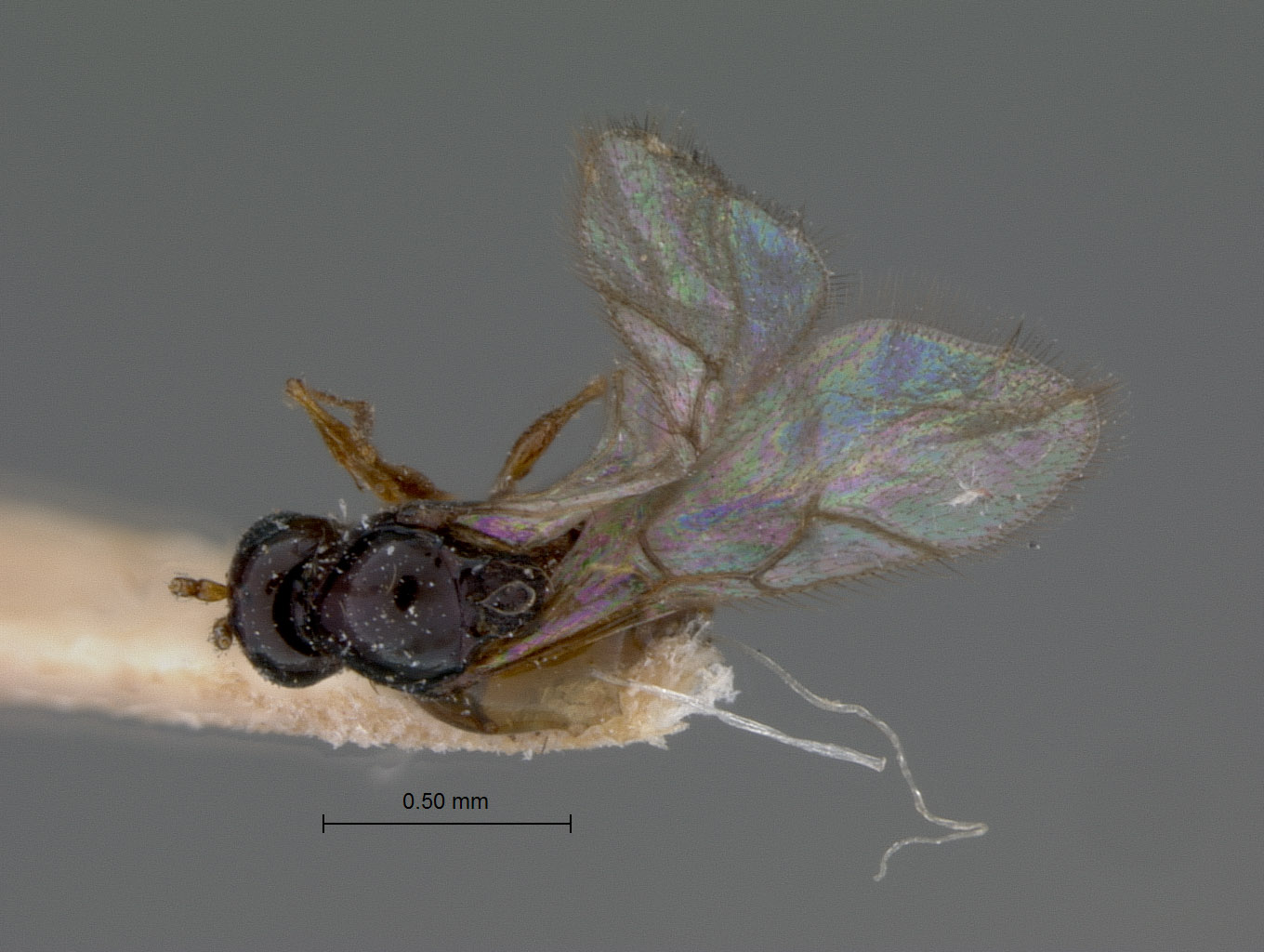 Eucoela nigroclavata image