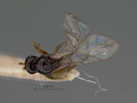 Eucoela nigroclavata image