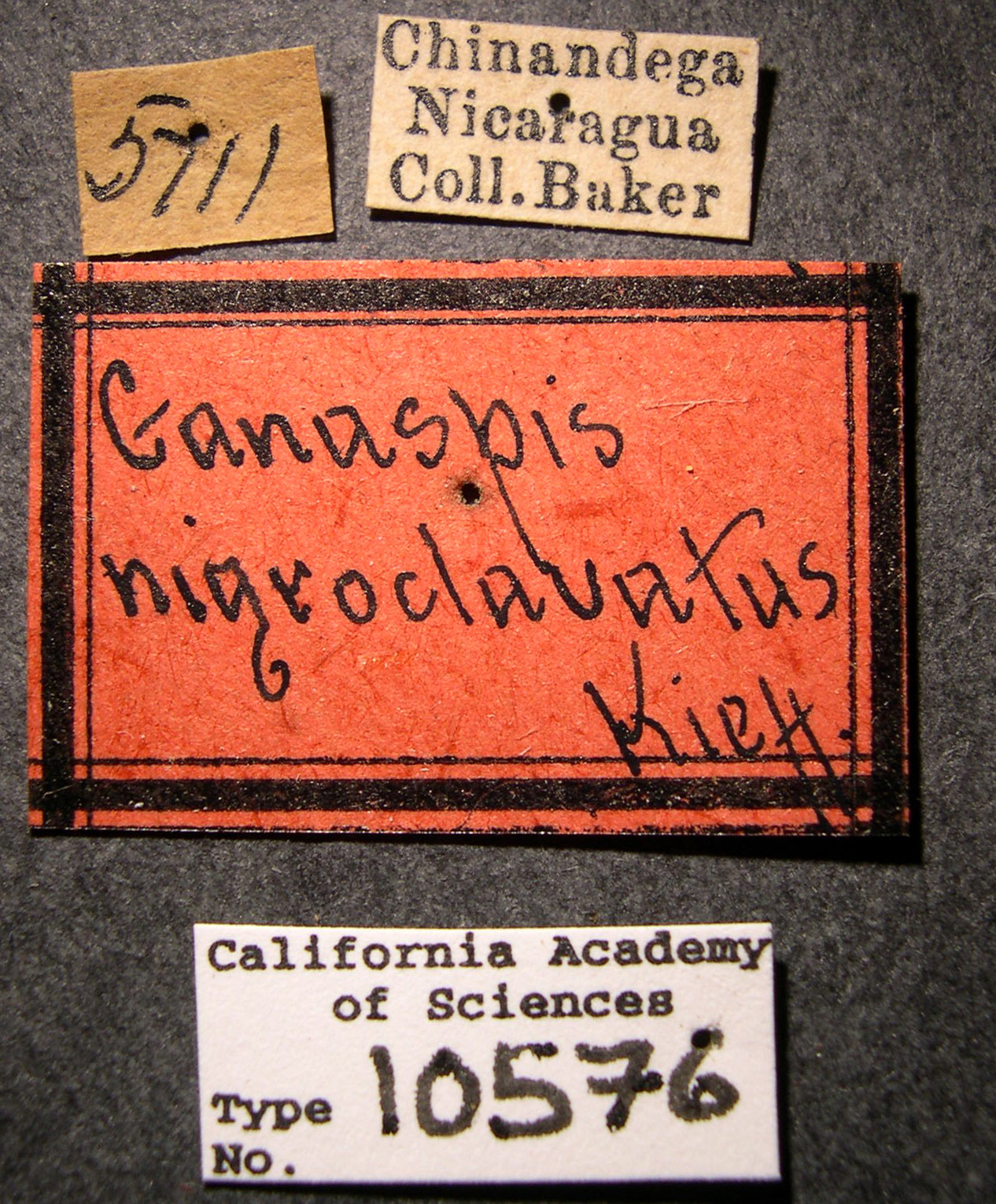 Ganaspis nigroclavata image