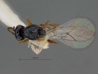 Ganaspis nigroclavata image