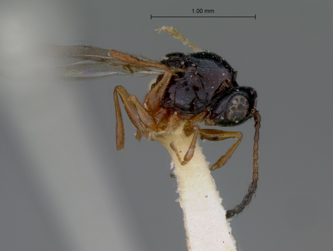 Ganaspis nigroclavata image