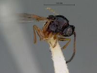 Ganaspis nigroclavata image