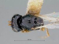 Rhabdeucoela nitidifrons image