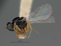 Rhabdeucoela nitidifrons image