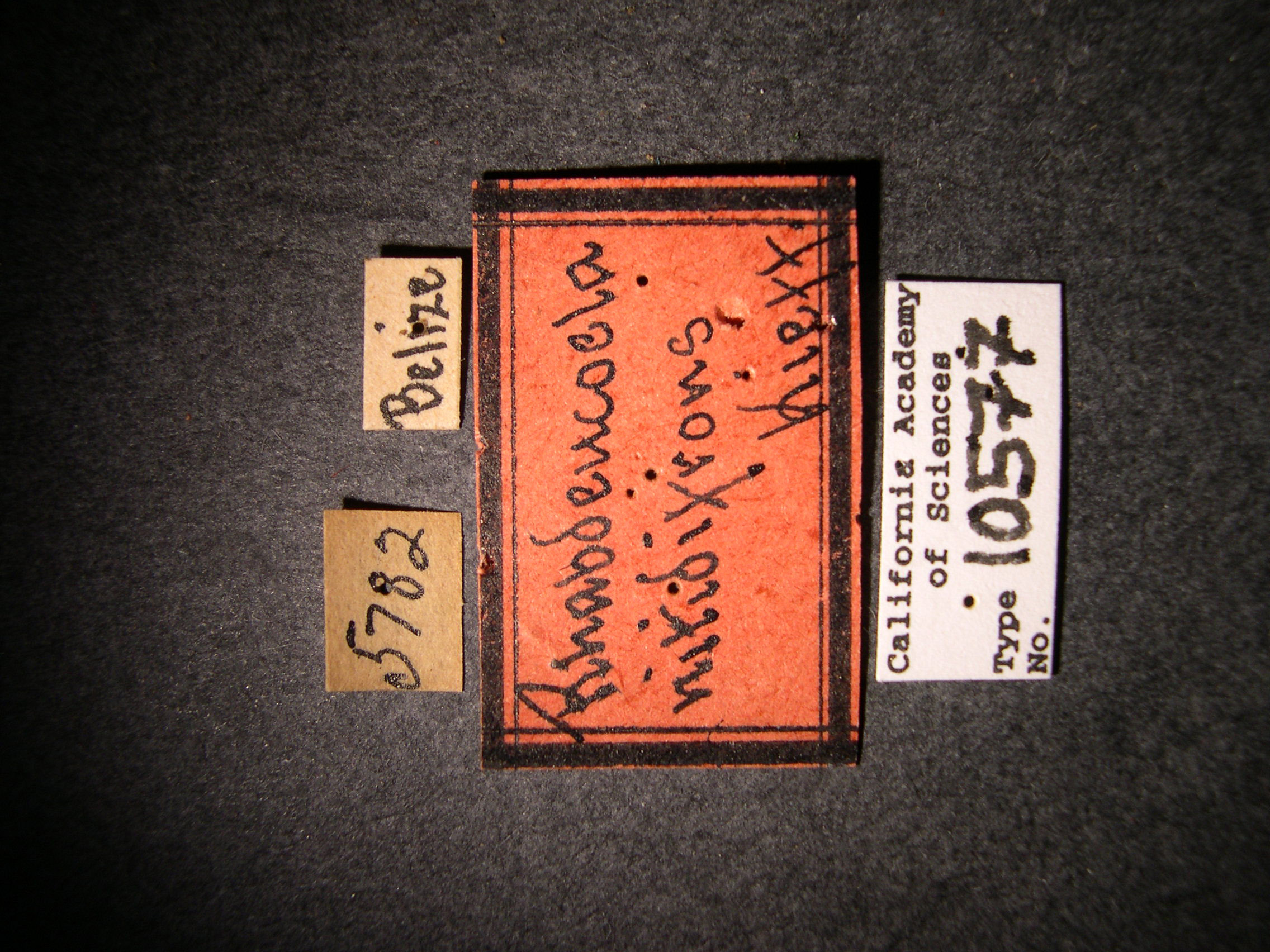 Rhabdeucoela nitidifrons image