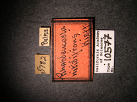 Rhabdeucoela nitidifrons image