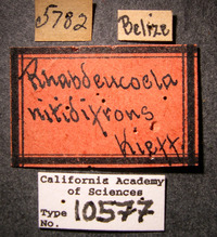 Image of Rhabdeucoela nitidifrons