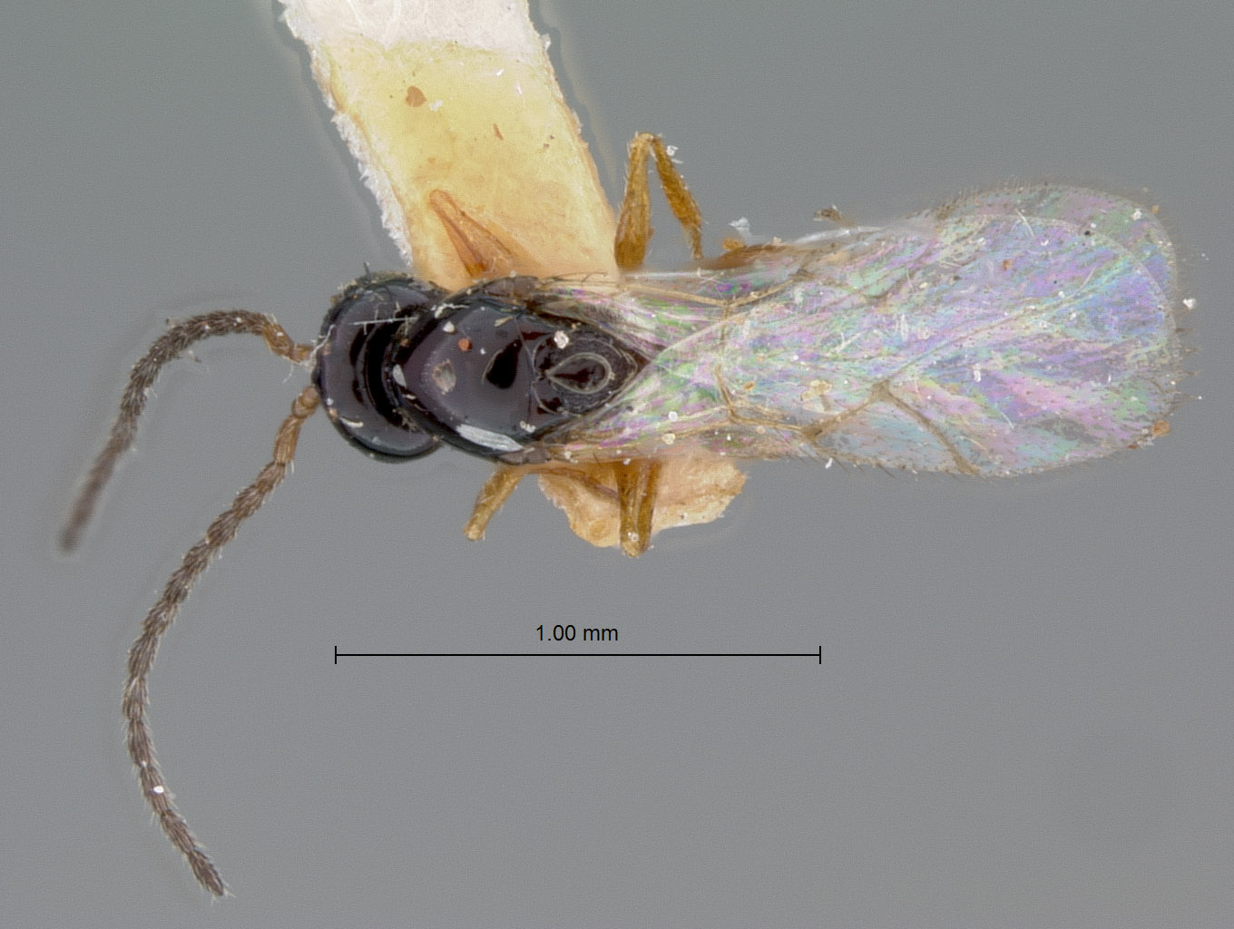Eucoila nudicollis image