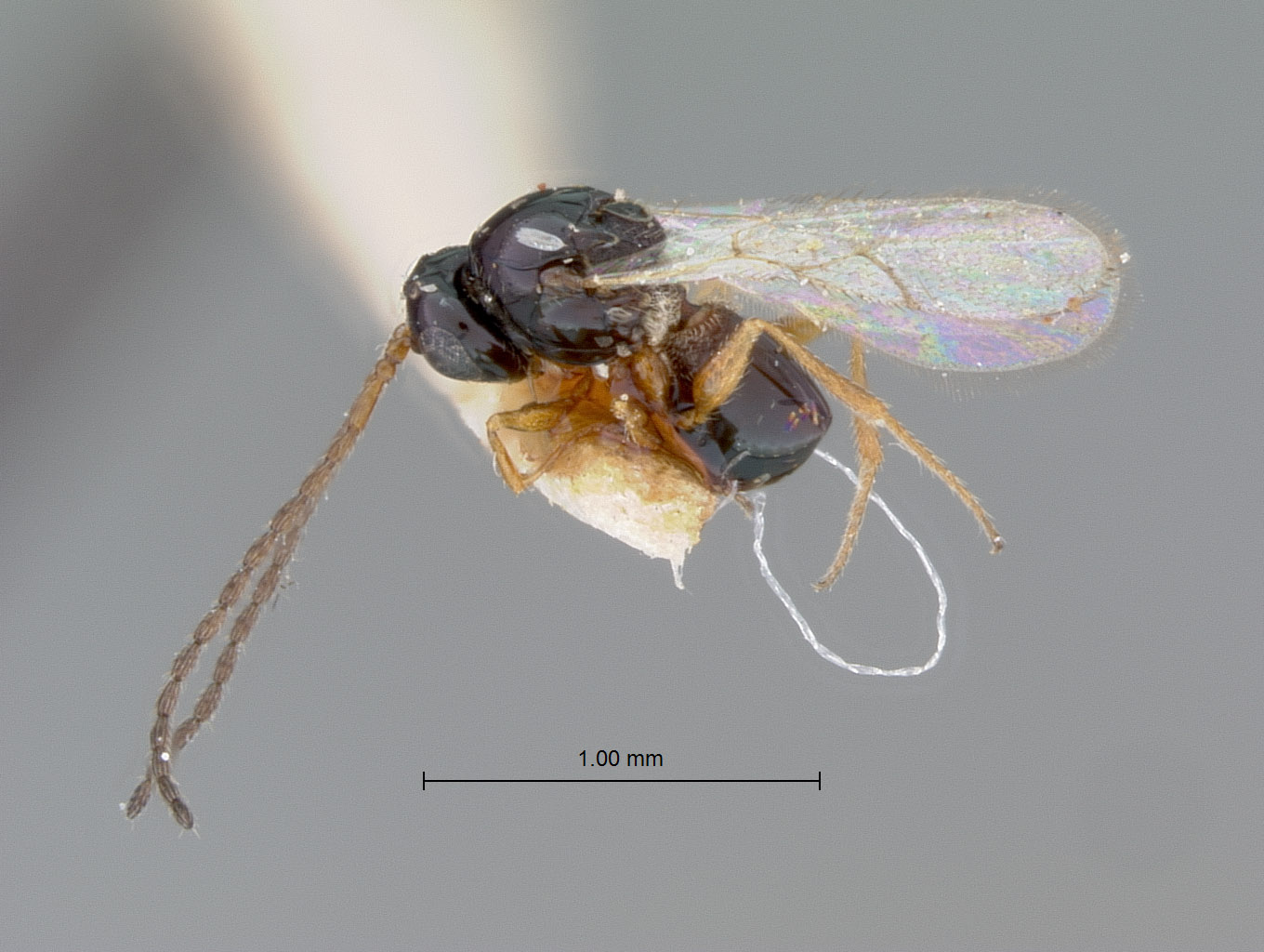 Eucoila nudicollis image