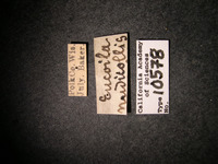 Eucoila nudicollis image