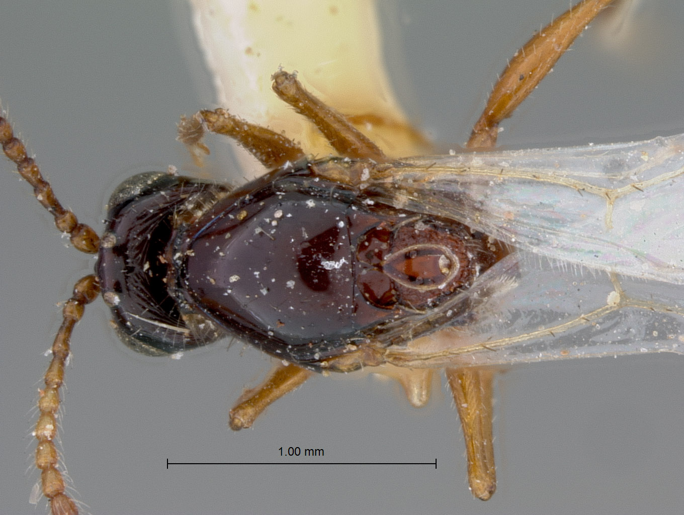 Psilodora nudipennis image