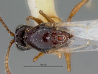 Psilodora nudipennis image