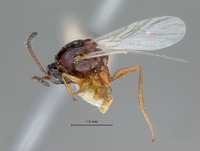 Psilodora nudipennis image