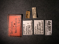 Psilodora nudipennis image