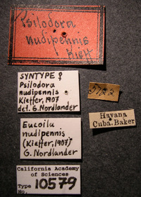 Image of Psilodora nudipennis