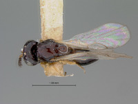 Rhabdeucoela opacifrons image