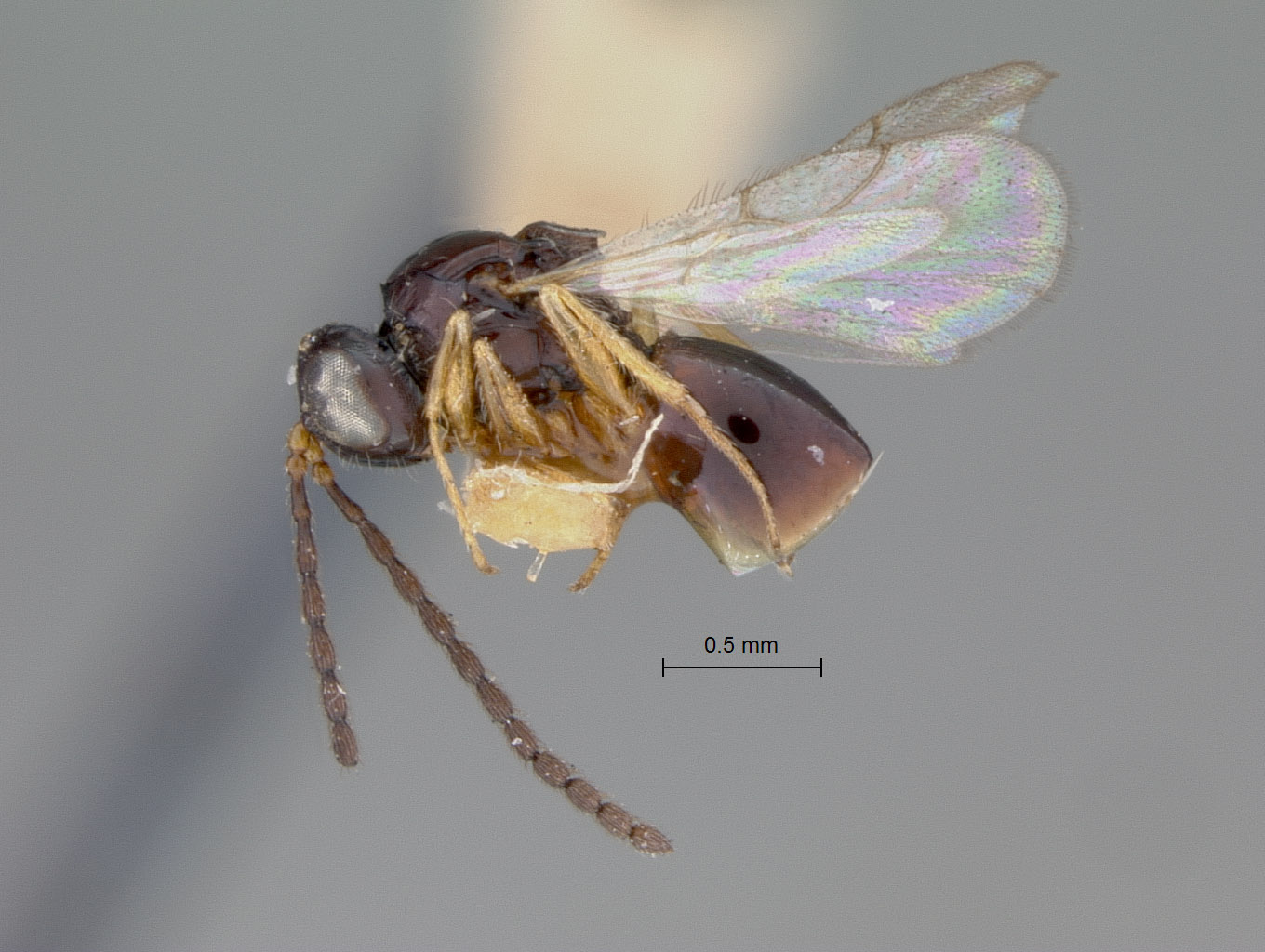 Rhabdeucoela opacifrons image