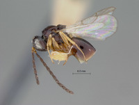 Rhabdeucoela opacifrons image