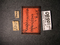 Rhabdeucoela opacifrons image