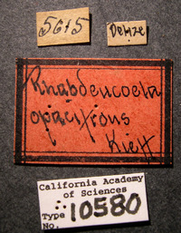 Image of Rhabdeucoela opacifrons