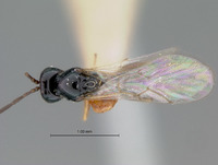 Cothonaspis paraensis image