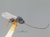 Cothonaspis paraensis image