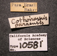 Cothonaspis paraensis image