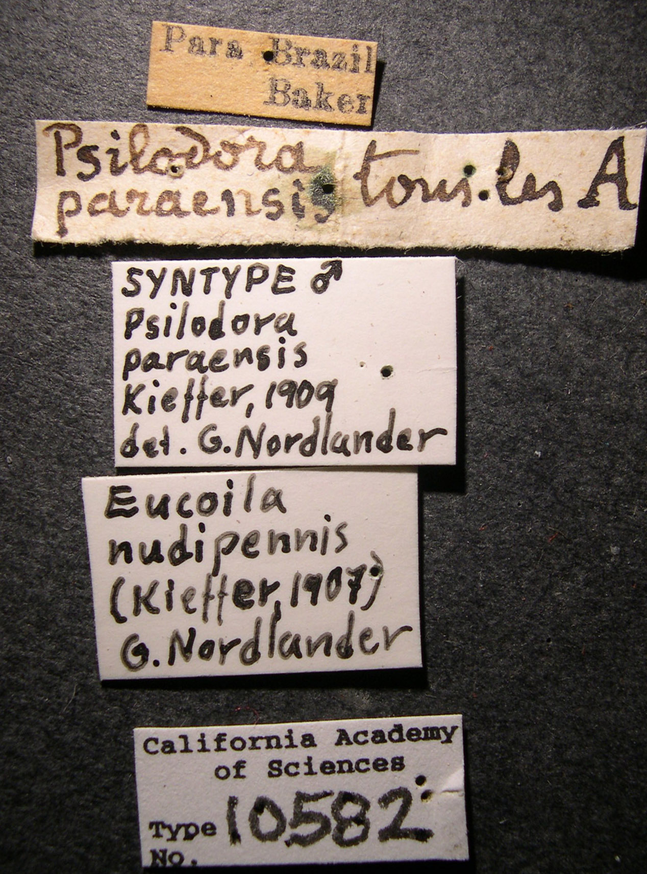 Psilodora paraensis image