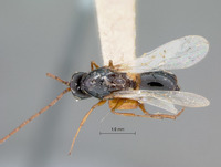 Psilodora paraensis image