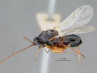 Psilodora paraensis image