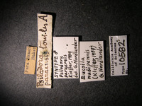 Psilodora paraensis image