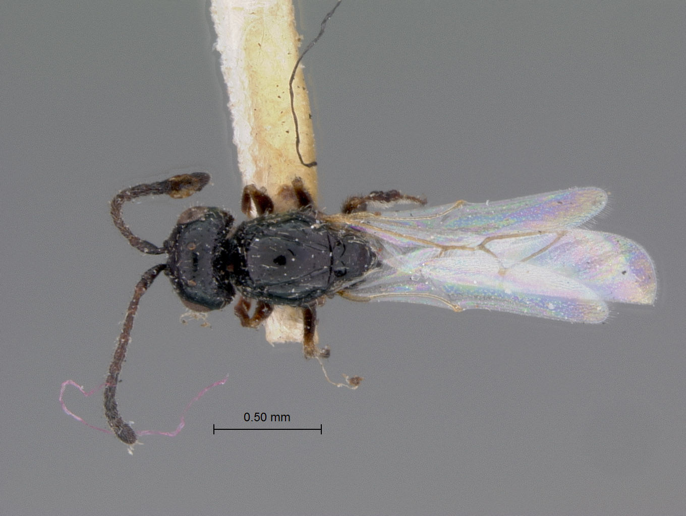 Figites parvulus image