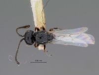 Figites parvulus image