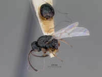 Figites parvulus image