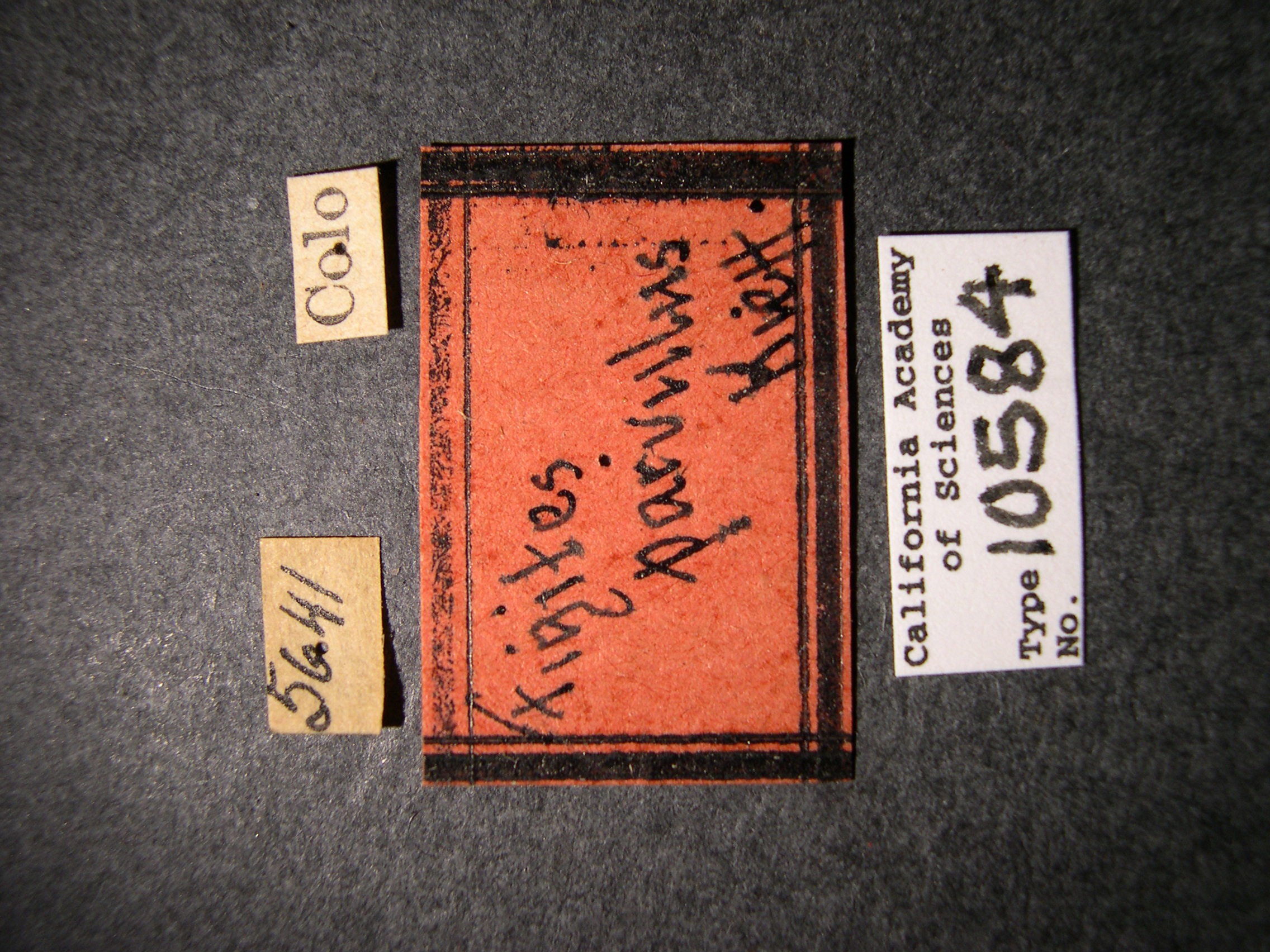 Figites parvulus image