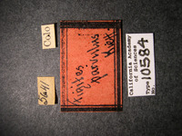 Figites parvulus image