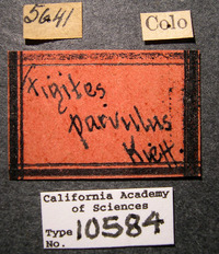 Figites parvulus image