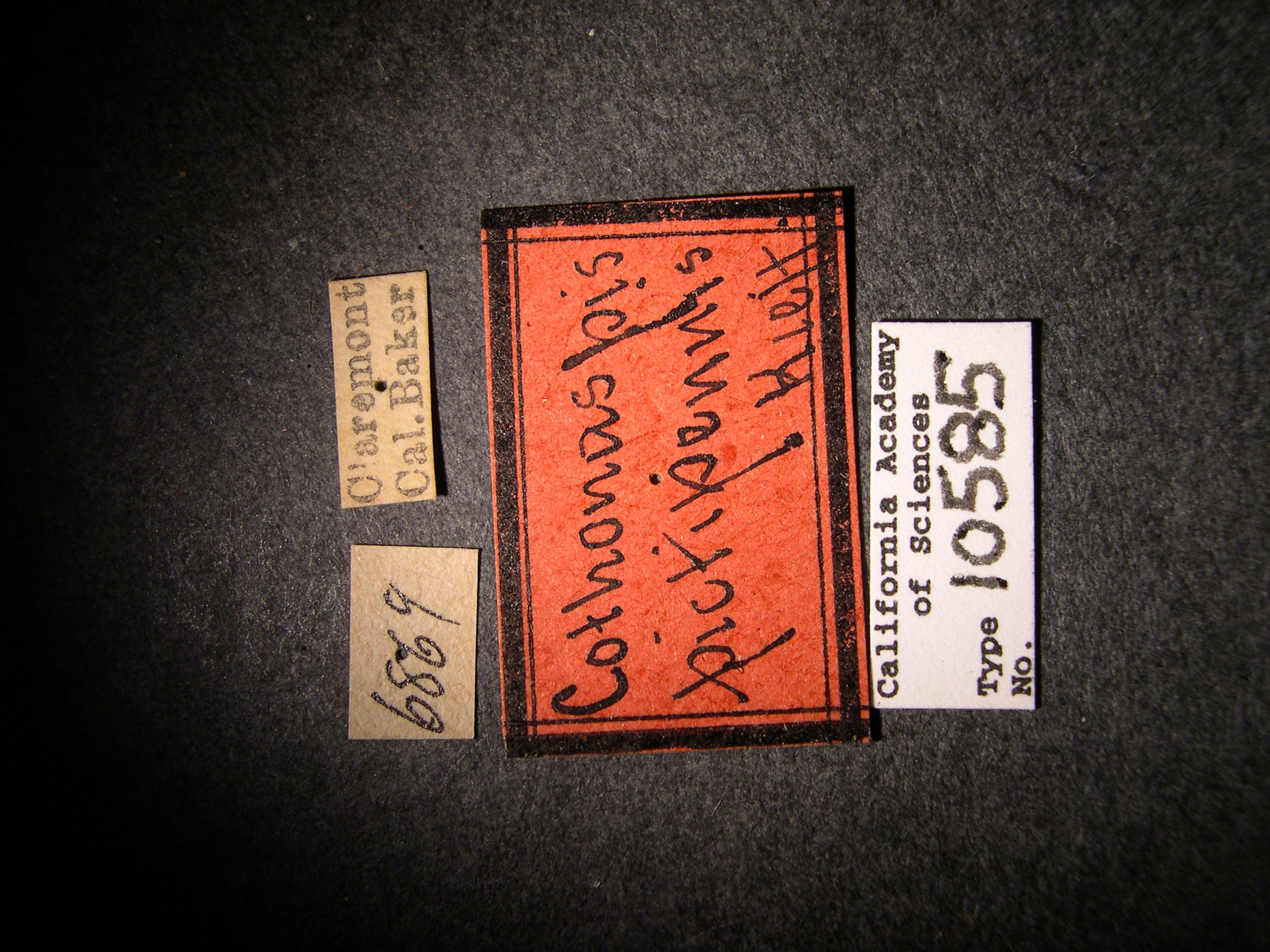 Cothonaspis pictipennis image