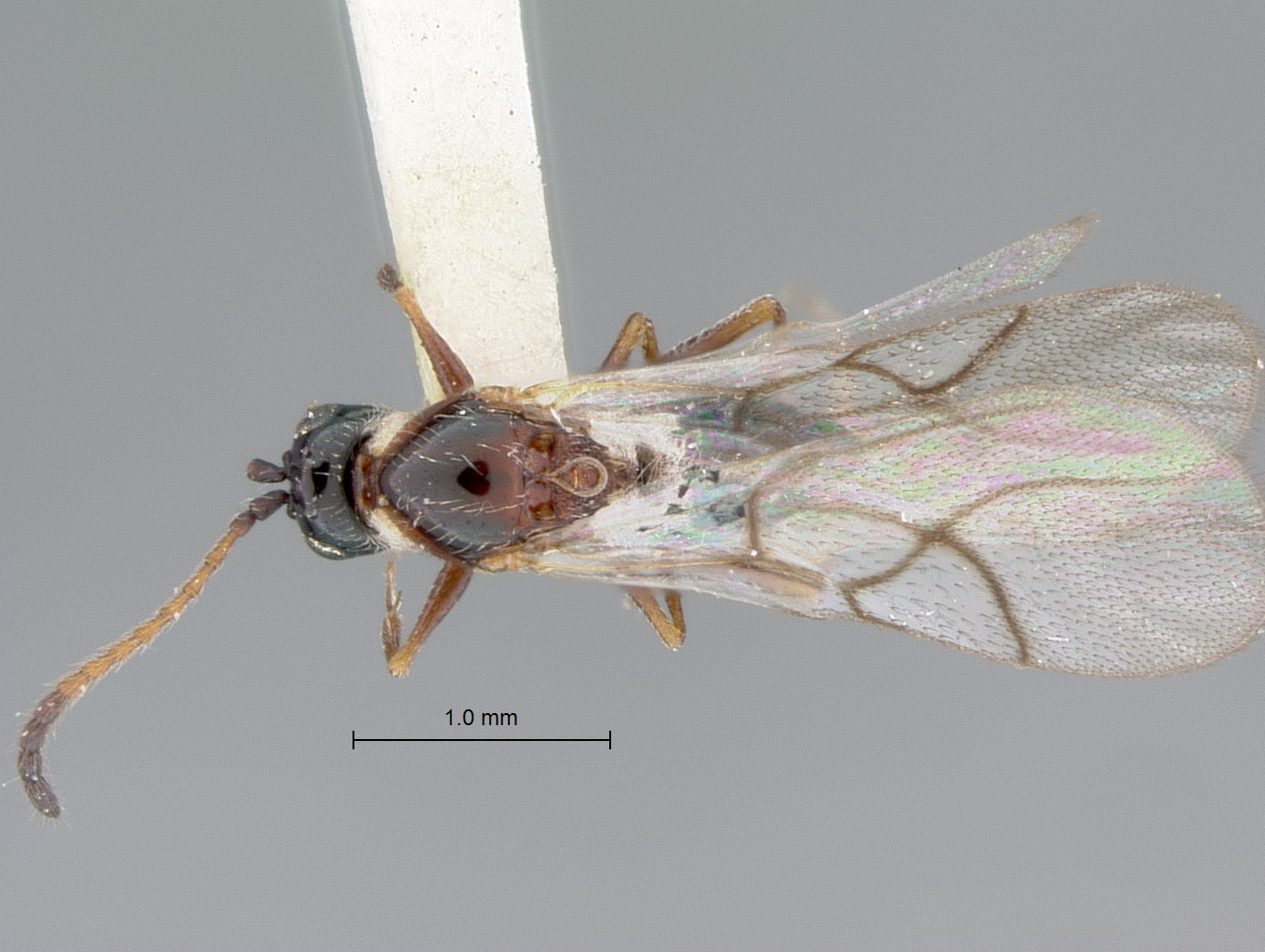 Cothonaspis pictipennis image
