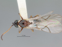 Cothonaspis pictipennis image